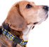 NFL PET Collar Los Angeles Rams Dog Collar, Large Football Team Collar for Dogs & Cats. A Shiny & Colorful Cat Collar & Dog Collar Licensed by The...