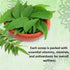 ARYANA Curry Leaf Powder Supplement - Supports Digestion, Gut, Hair & Skin Health-Antioxidant & Superfood Supplement for Men & Women-Curry Patta E...