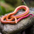 Safari Ltd.Corn Snake Figurine - Lifelike 5.25" Model Figure - Educational Toy for Boys, Girls, and Kids Ages 3+...