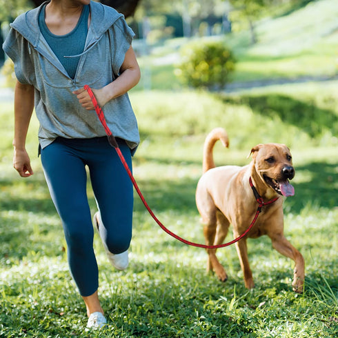 TwoEar Dog Leash Dog Slip Rope Leash 1/2" x 6FT Dog Training Leash Heavy Duty Strong Slip Lead Highly Reflective Threads for Small Medium and Larg...