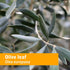 Herb Pharm Certified Organic Olive Leaf Liquid Extract for Immune System Support - 1 Ounce...