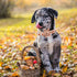 Dog Collar with Flower - Thanksgiving Turkey Flower Dog Collar Gift Puppy Soft Collar Pet Flower Adjustable Dog Collar for Large Dogs...