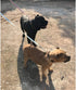 Cotton Web Strong Dog Trainning Lead Basic Walking Hiking Lead Mid Yellow 10FT/Width 1"...