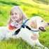 Slip Collar Dog Training Choke Collar, Round Nylon Rope Collar No Pull P-Collar for Small Medium Large Dogs (Blue S)...