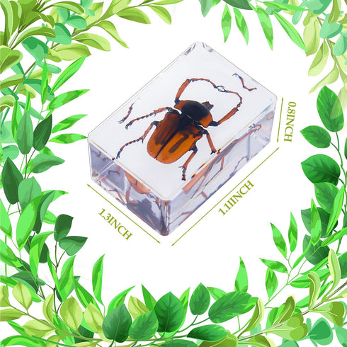 9 Pcs Insect in Resin Specimen Bugs Collection Paperweights Arachnid Butterfly Bug Toys Different Real Bugs in Resin Educational Science Classroom...