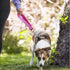 Short Dog Traffic Leash,Short Dog Leash,Dog Training Tab,Dog Leash for Small Dogs,Pet Leashes for Large Medium Dogs (Blue and Green)...