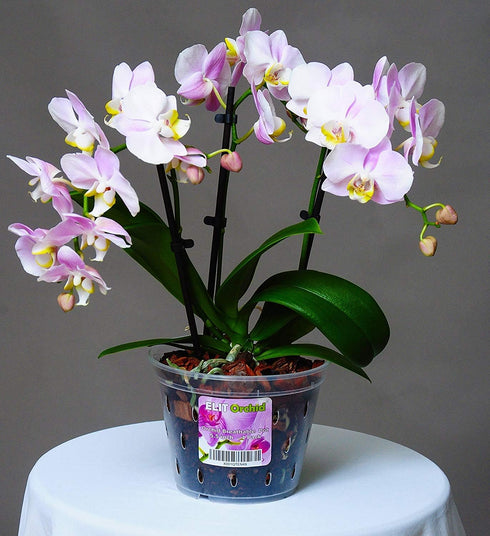 Orchid Pots with Holes Indoor Clear Plastic Plant Pot Set (5.5" - 4 Pack)...