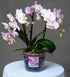 Orchid Pots with Holes Indoor Clear Plastic Plant Pot Set (5.5" - 4 Pack)...