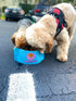 #1 Travel Dog Bowls. Collapsible Dog Bowl. The Foldable Dog Water Bowl That fits in Your Pocket. Portable & Resealable Pet Bowls by Bark & Bone Pa...