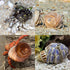12PCS Hermit Crab Shells | Natural Sea Conch Size 1.6"-3.2" | Growth Turbo for Small to Medium and Large Crabs, Saltwater Hermit Crab Supplies and...