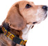 Pets First NFL PET Collar Washington Commanders Dog Collar, Large Football Team Collar for Dogs & Cats. A Shiny & Colorful Cat Collar & Dog Collar...