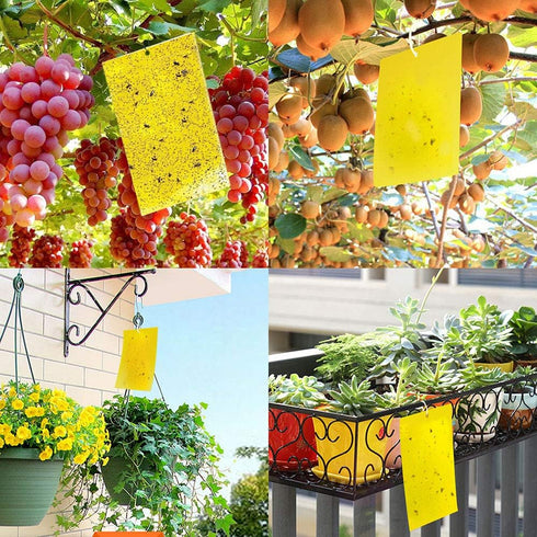 Kensizer 30-Pack Fruit Fly Trap, Yellow Sticky Gnat Traps Killer for Indoor/Outdoor Flying Plant Insect Like Fungus Gnats, Whiteflies, Aphids, Lea...