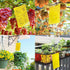 Kensizer 30-Pack Fruit Fly Trap, Yellow Sticky Gnat Traps Killer for Indoor/Outdoor Flying Plant Insect Like Fungus Gnats, Whiteflies, Aphids, Lea...
