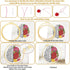 BEUNITONE 4 PCS Brain Embroidery Kit Heart Flower Cross Stitch Kit for Adults Lung Embroidery Starter Kit Bone Needlepoint Kit for Beginners Inner...