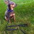 Max and Neo Small Dog Reflective Nylon Dog Leash - We Donate a Leash to a Dog Rescue for Every Leash Sold (BLUE, 4x5/8)...