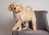 Pets First Collegiate Pet Accessories, Dog Leash, Alabama Crimson Tide, Medium...