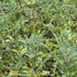 CHUXAY GARDEN Trigonella Foenum Seed 50 Seeds Annual Herb Plant Culinary Spice Flavoring Agent Evergreen Seasoning Culinary Plants...