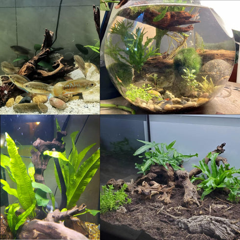 Tfwadmx 5PCS Aquarium Driftwood Branches Reptiles Trunk Driftwood Natural Wood Fish Tank Decoration Plant Stump Ornament Decor Assorted...