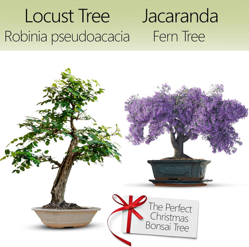 Bonsai Starter Kit – 2X Bonsai Tree | Complete Indoor Starter Kit for Growing Bonsai Plants with Tools & Planters – Gardening Gifts for Women & Me...