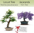 Bonsai Starter Kit – 2X Bonsai Tree | Complete Indoor Starter Kit for Growing Bonsai Plants with Tools & Planters – Gardening Gifts for Women & Me...