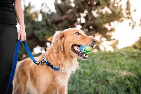 Outward Hound by Planet Dog Orbee-Tuff Planet Ball Blue/Green Treat-Dispensing Dog Toy, Large...
