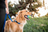 Outward Hound by Planet Dog Orbee-Tuff Planet Ball Blue/Green Treat-Dispensing Dog Toy, Large...
