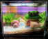 Fish House for Aquarium Aquarium Decorations Fish Hideout Mushroom Fish Tank House with Lifelike Moss (Mushroom)...