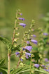 Plant Good Seed Organic Blue Skullcap Seeds - Pack of 450, Heirloom Seeds for Planting Herbs, Flowers - Gardening Supplies, Herb Garden, Flower Se...