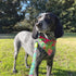 Max & Molly 2-in-1 No-Tie Reversible Pet Bandana for Collars - Vibrant Designs, Durable & Machine-Washable - Slide-On Fabric Accessory for Cats & ...