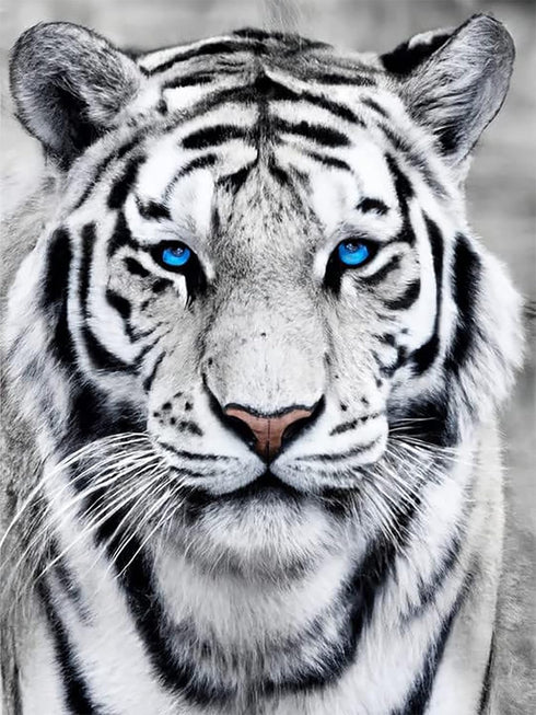 Ginfonr 5D DIY Mosaic Diamond Painting Kits White Tiger Full Drill, Paint with Diamonds Art Animals Cross Stitch Embroidery Rhinestone Craft for H...