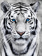 Ginfonr 5D DIY Mosaic Diamond Painting Kits White Tiger Full Drill, Paint with Diamonds Art Animals Cross Stitch Embroidery Rhinestone Craft for H...