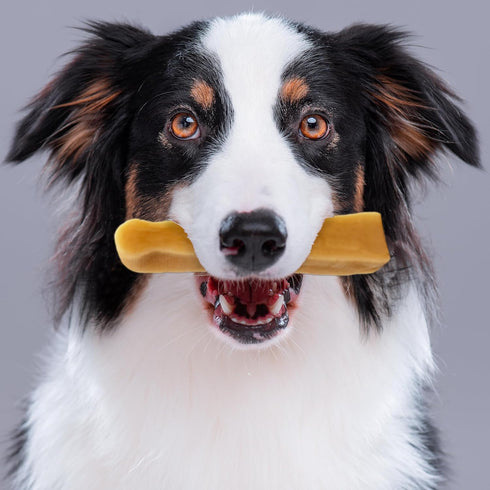PIMA - Canine Cheese Chews, Natural Yak Chews for Dogs 35 lbs or Smaller, Lactose-Free Yak Cheese Dog Chews, Long Lasting Dog Chews with Protein a...