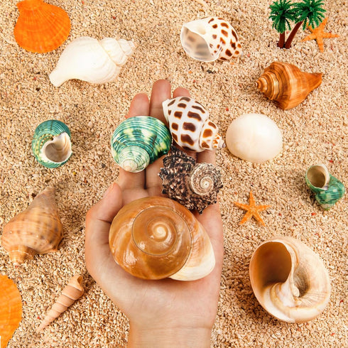 12PCS Hermit Crab Shells | Natural Sea Conch Size 1.6"-3.2" | Growth Turbo for Small to Medium and Large Crabs, Saltwater Hermit Crab Supplies and...