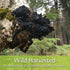 Maine Chaga Ground Tea Powder | 4oz | Coarse Ground | 100% Wild-Harvested from Maine & Atlantic Canada | Caffeine-Free | 100 Servings...