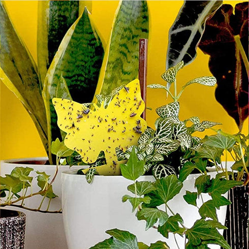 Fruit Fly Sticky Traps, sticky traps for bugs 96 pack Yellow Double Side Sticky Trap with Shovel for Gnat, Fruit Fly, White Fly, Aphid, Leaf Miner...