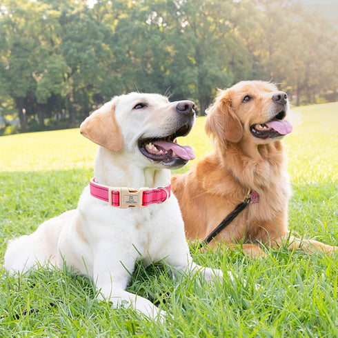 Lionheart glory Dog Collar Reflective Dog Collars Female Male Pet Collar Pink Collar Dog Adjustable Durable Soft Classic Collar for Large Dogs Pet...