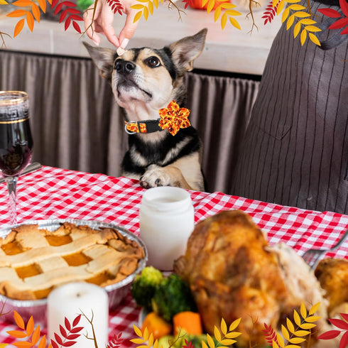 6 Pcs Fall Dog Collars for Dogs Adjustable Thanksgiving Dog Collar with Flower Pumpkin Floral Girl Dog Collar Turkey Maple Leaf Collars Dogs Acces...