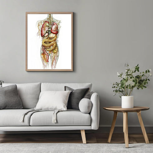 Posterizer 1 pcs-anatomical illustration of the human digestive system 2-Teachers & Classrooms-Abstract & Modern Art-School and classroom art- unf...