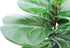 Artificial Fiddle Leaf Fig, Realistic Fake Plants with Pots for Home and Office Decoration...
