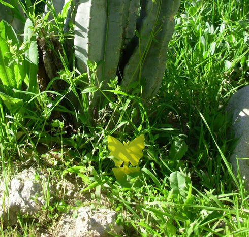 Yellow Sticky Fly Traps (25 Pack) for Gnat Whitefly Fungus Gnat Aphid Small Insects - Houseplant Disposable Glue Trappers - Bug Catcher - Butterfl...