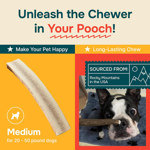 Split Medium Elk Antler for Dogs - Dog Antler Chews for Medium Breeds - Natural, Long-Lasting Treats for Aggressive Chewers - Naturally Shed in US...