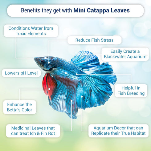 JOR 60 Pcs Mini Water Conditioner Leaves for Freshwater Betta & Shrimp Aquarium, Leaf Lowers Tank's pH, Helps in Successful Breeding...