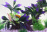 AQUA KT Aquarium Landscape Simulation Artificial Plant Purple, Plastic Plant for Fish Tank Decoration, Aquatic Water Plant, Fish Bowl Ornament...