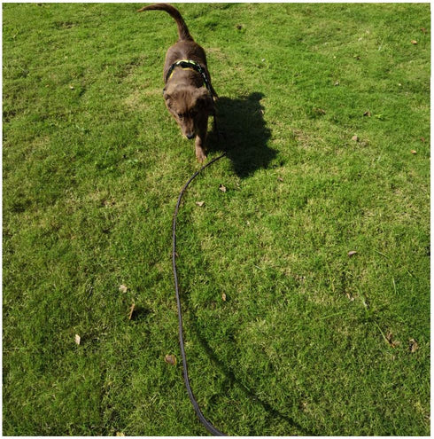 MayPaw 15FT/20FT/25FT/30FT/35FT/40FT/50FT/100FT Long Rope Training Dog Leash- Heavy Duty Nylon Recall Pet Tracking Line- for Small Medium Dogs Out...