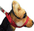 PetsProMax - Dog Headcollar for Pulling and Reactive Dogs; Behind Head Dog Leash Hook Lets You Walk Peacefully; Instantly Stops Your Dog Pulling. ...