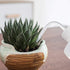 ORIMERC Watering Bottle 250ML & 500ML with 15 feet Self Watering Wick Cord for Indoor Plants Succulent Cactus Plastic Squeeze Water Can Long Nozzl...