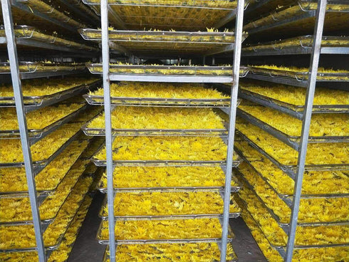 TooGet Dried Chrysanthemum Herbal, Premium Golden-Yellow Fetal Chrysanthemum Flower Tea, Loose Leaf Floral Tea, Top Grade - 2 OZ...