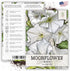 Seed Needs, White Moonflower Seeds - 20 Heirloom Seeds for Planting Ipomoea alba - Annual Flowering Vines Produce Large 6 Inch Blooms (1 Pack)...