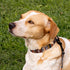 CollarDirect Martingale Collars for Dogs Heavy Duty Tribal Pattern Adjustable Soft Safety Training Nylon Wide Pet Collar Medium Large (Pattern 3, ...