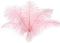 12pcs Natural Light Pink Ostrich Feathers 12-14inch (30-35cm) for Wedding Party Centerpieces?Flower Arrangement and Home Decoration....